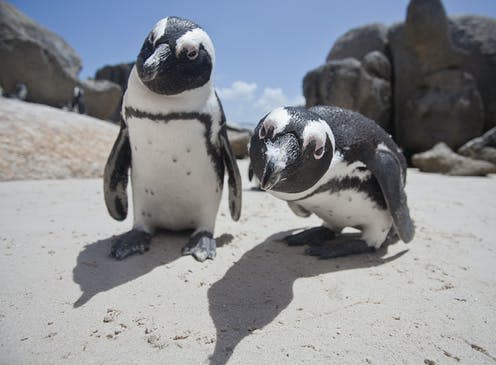 <span class="caption">African penguins end up "parroting" each other's voices</span> <span class="attribution"><a class="link " href="https://www.shutterstock.com/image-photo/african-penguins-252302530" rel="nofollow noopener" target="_blank" data-ylk="slk:Mike Korostelev/Shutterstock;elm:context_link;itc:0;sec:content-canvas">Mike Korostelev/Shutterstock</a></span>