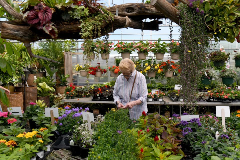 Mary Ann McFarren of Massillon shops for plants at Rohr & Sons Nursery & Garden Center on Portage Street in Jackson Township on a warm sunny day.