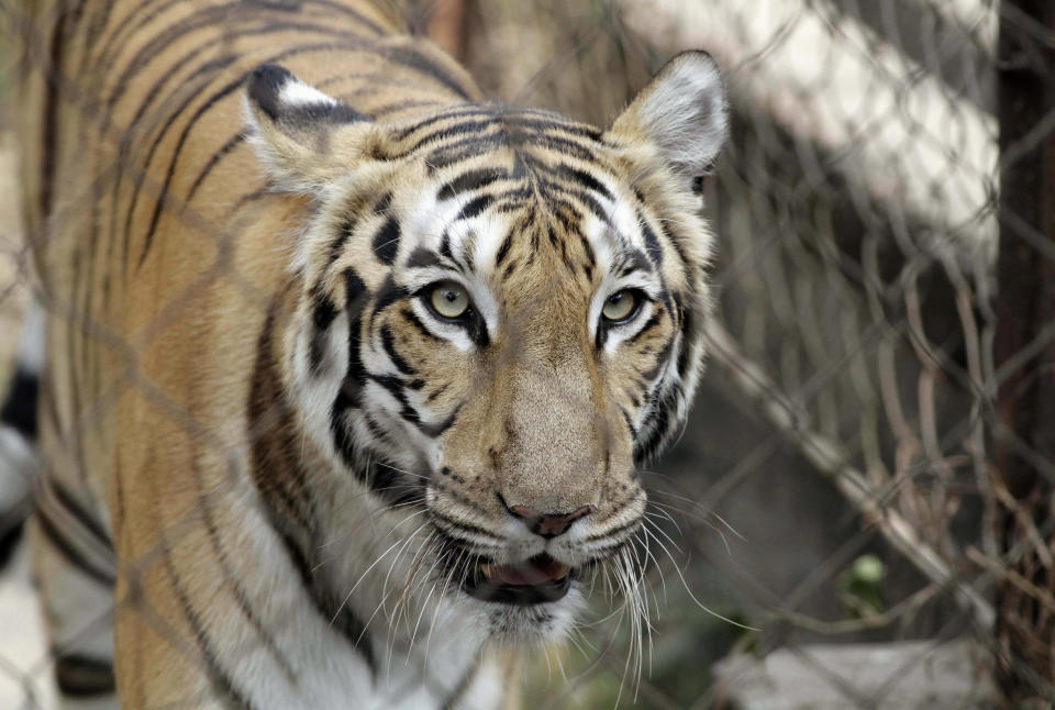 In this Friday, Jan. 10, 2014 photo, a Royal Bengal tiger walks inside its enclosure at Alipore Zoological Garden in Kolkata, India. India is scrambling to protect its beleaguered tiger population after several big cats tested positive for a virus common among dogs but deadly to other carnivores, experts said. In the last year, canine distemper virus has killed at least four tigers and several other animals across northern and eastern India, according to Rajesh Gopal of the government’s National Tiger Conservation Authority. (AP Photo/Bikas Das)