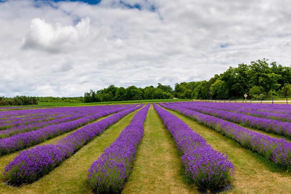 Flowering lavender fields on Washington Island in Door County, Wisconsin