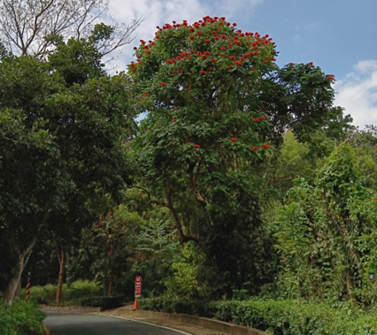 火焰木分布在虎頭埤園區各處。   圖： 台南市政府觀光旅遊局／提供