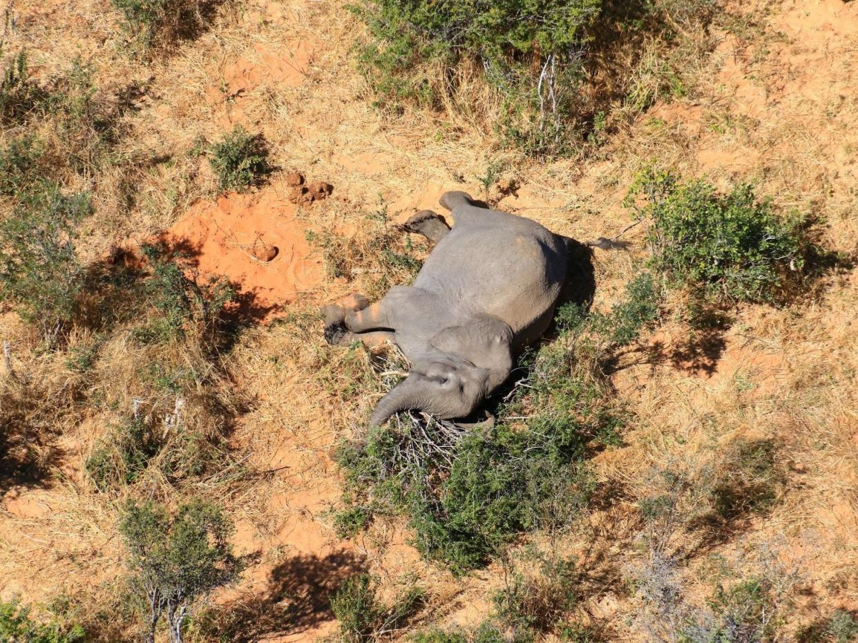 A dead elephant is seen in this undated handout image in Okavango Delta, Botswana May-June, 2020. PHOTOGRAPHS OBTAINED BY REUTERS/Handout via REUTERS