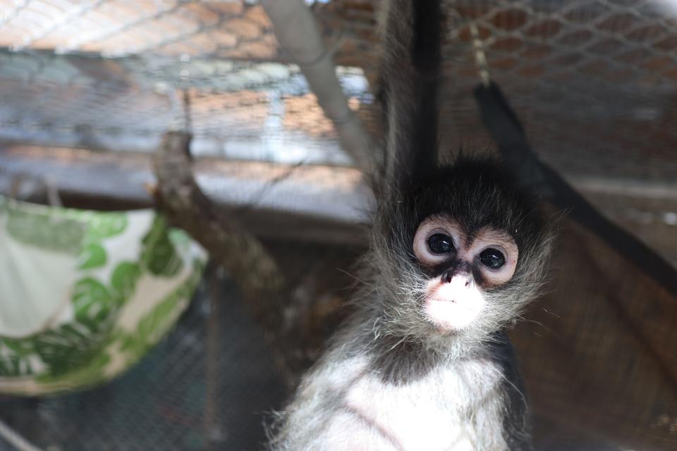 The Central Florida Zoo & Botanical Gardens is now home to three orphaned Mexican spider monkeys, who zoo officials say will make a difference for their species and help the Zoo educate visitors on the dangers of the illegal pet trade.