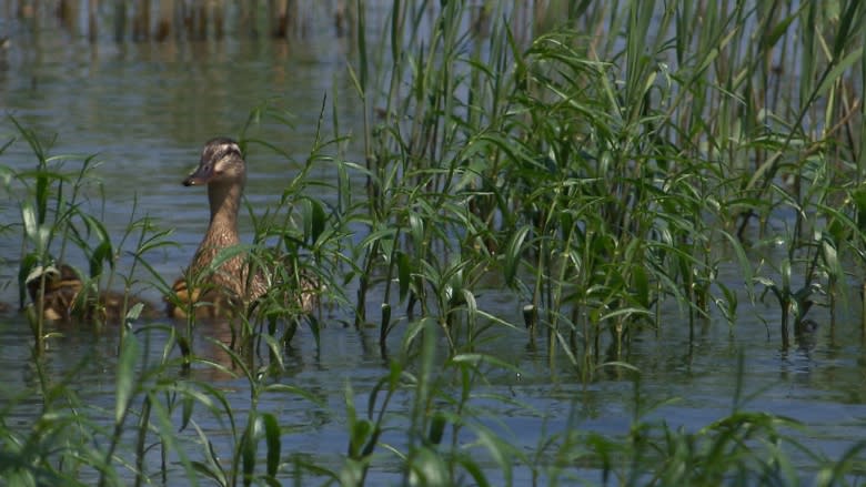 Montreal-area plant getting some help to stave off extinction