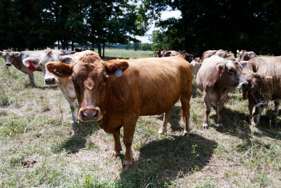 Cows graze in a field at Sam Baird's farm near Bois D'Arc on Wednesday, Aug. 24, 2022.