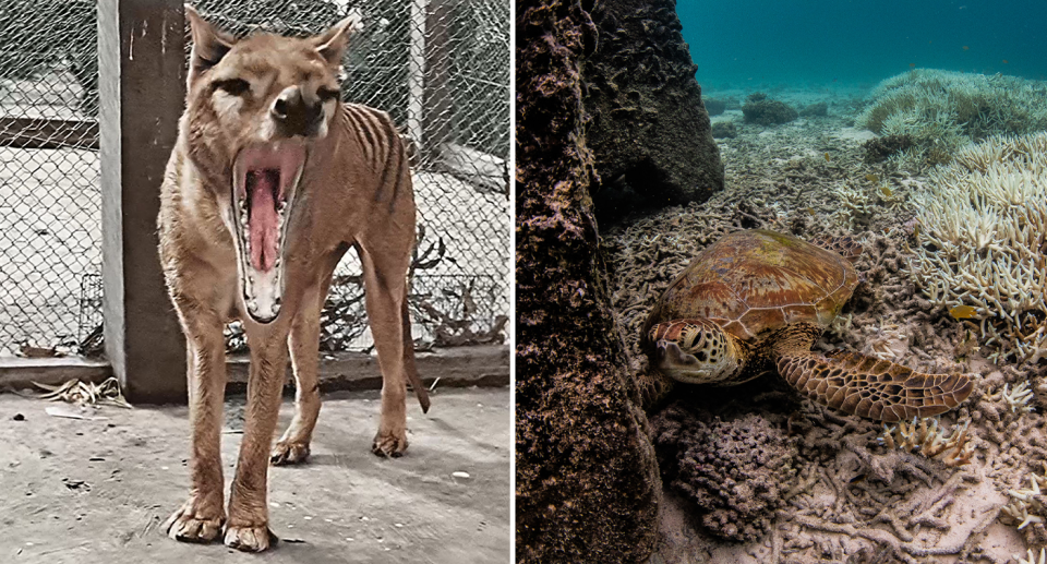 Left - a colour image of a thylacine. Right - a turtle in a bleached reef
