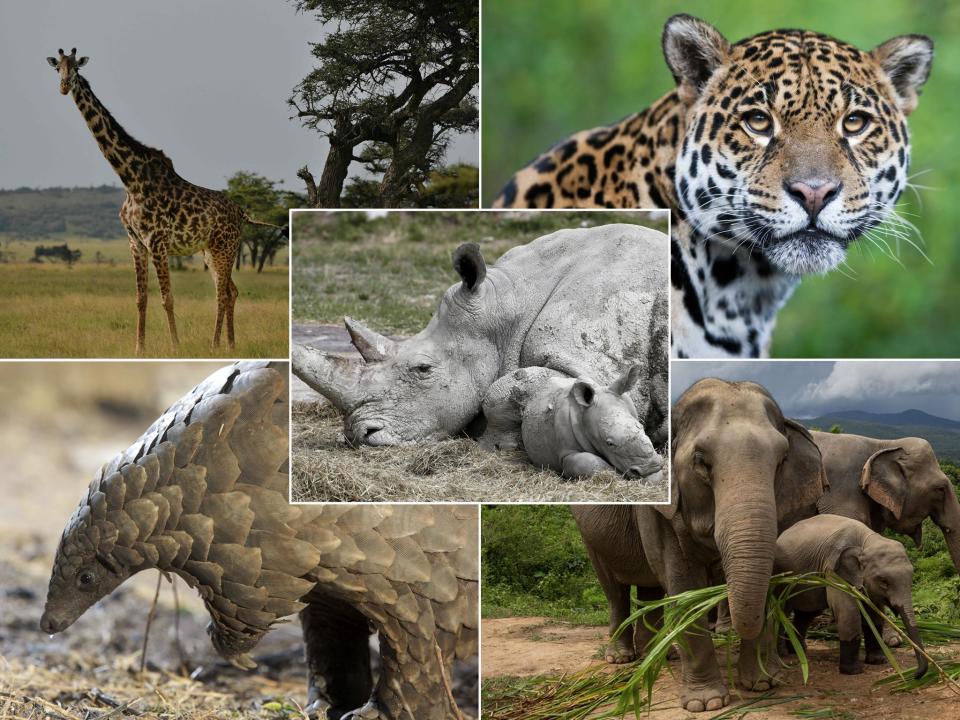 A number of species that are under threat (AFP/Getty/iStock/Reuters)