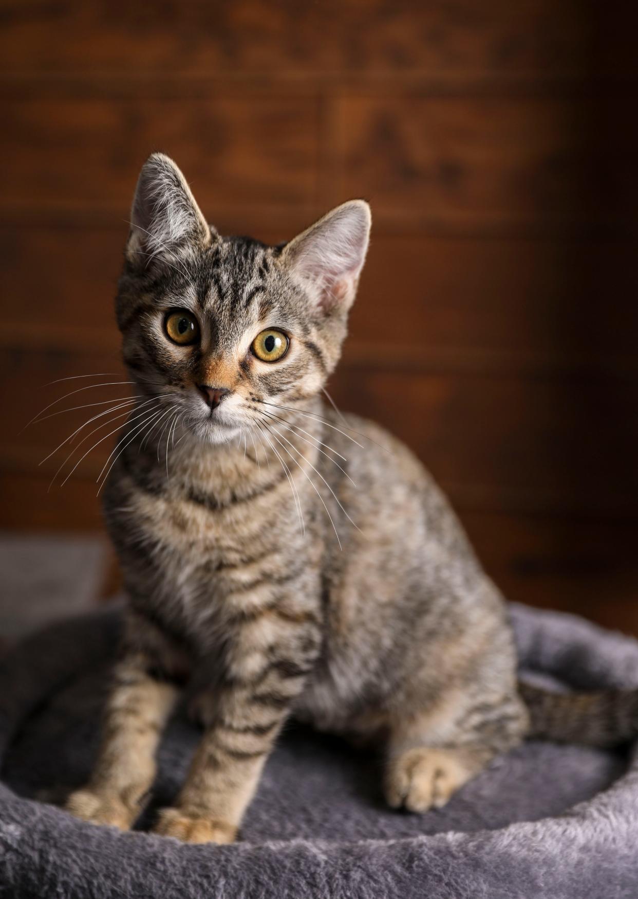 Fern is 3 months old and is an affectionate lap cat available for adoption as a pair with Sassy at The Little Pumpkin Cat Cafe in Independence.