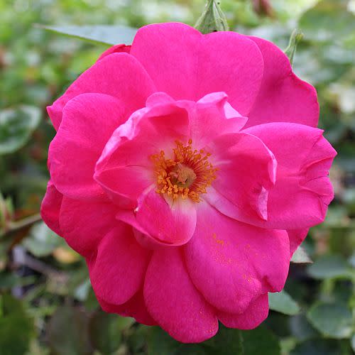 <p><a href="https://www.highcountryroses.com/shop/modern-roses/floribundas-small-landscape-shrubs/party-hardy-tm/" rel="nofollow noopener" target="_blank" data-ylk="slk:Shop Now;elm:context_link;itc:0;sec:content-canvas" class="link ">Shop Now</a></p><p>Party Hardy</p><p>$21.95</p><p>highcountryroses.com</p><span class="copyright">High Country Roses</span>