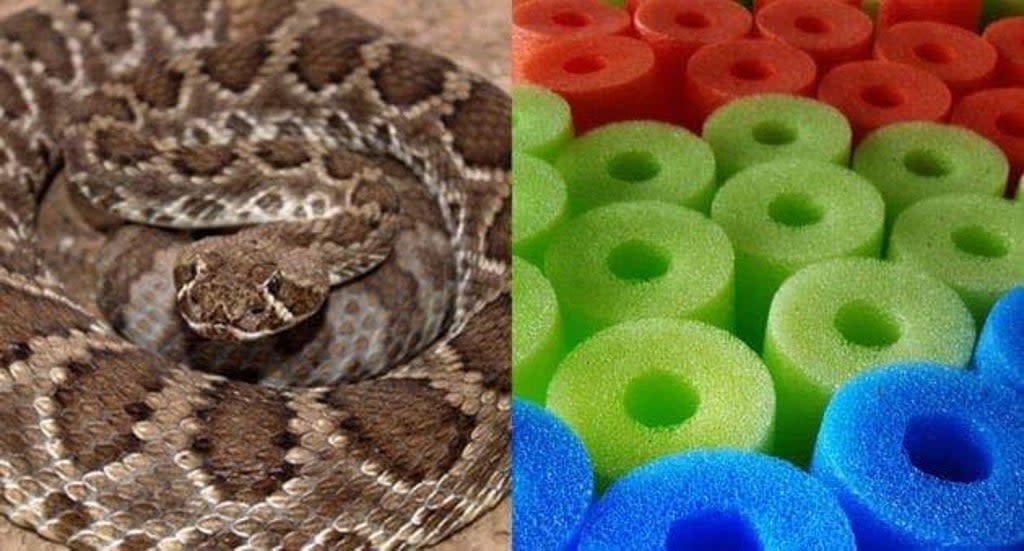 Authorities in Texas warned residents of rattlesnakes in swimming pools after one was found in a pool noodle (Facebook/Salado Texas Volunteer Fire Dept)