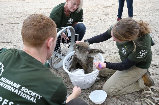 Kelly Donithan checks an injured koala rescued on Kangaroo Island.