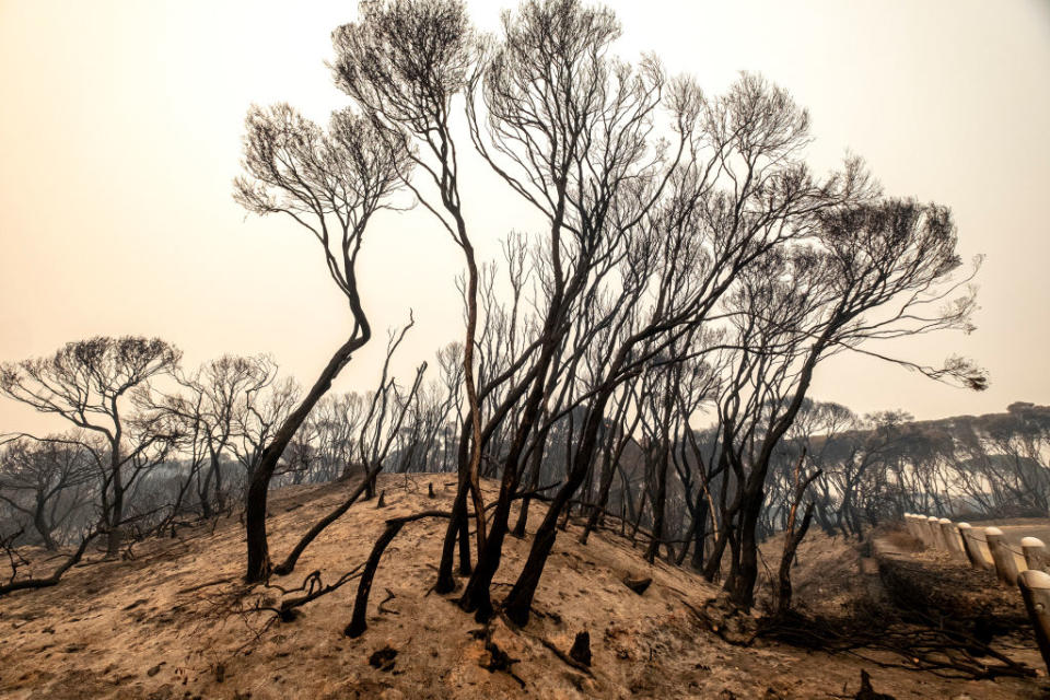 Black and burnt trees on a dusty hill in Mallacoota after the bushfires. 