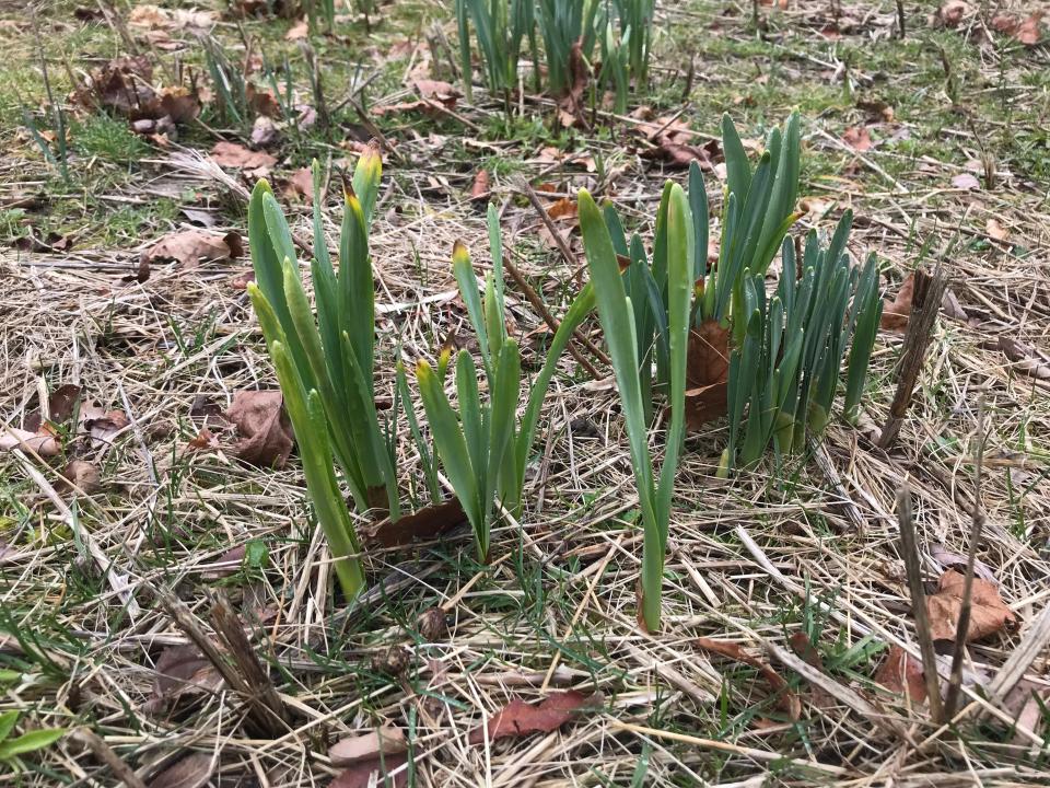 Hundreds of green shoots have sprouted in the quarry meadow at Ballard Park, Newport, and will soon blossom into daffodils.