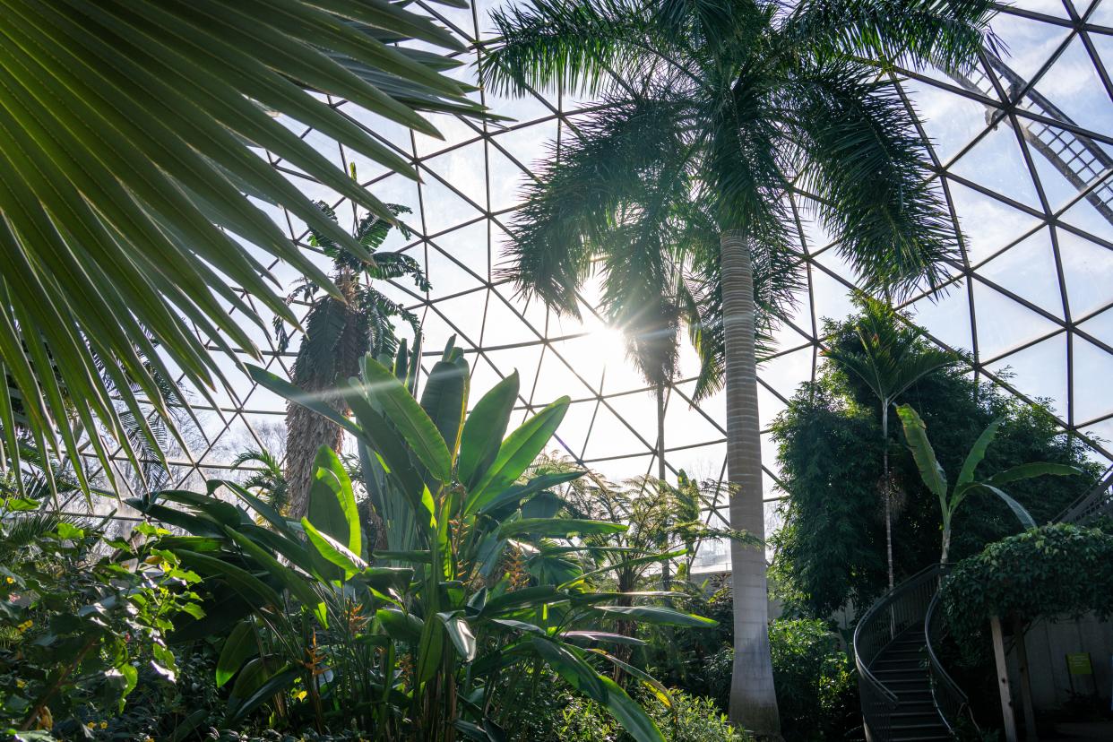 A Cuban royal palm, right, is seen before removal on Monday, March 20, 2023, at Greater Des Moines Botanical Garden, in Des Moines, Iowa. The palm was donated to the Botanical Garden in 2009, and has grown to touch the roof of the 70-foot-tall conservatory. They plan to keep a portion of the palm to display for educational purposes and a foxtail palm is to be planted in its' place.