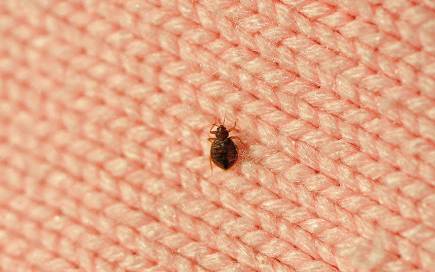 Bed bugs are visible to the naked eye, but you have to look - dblight