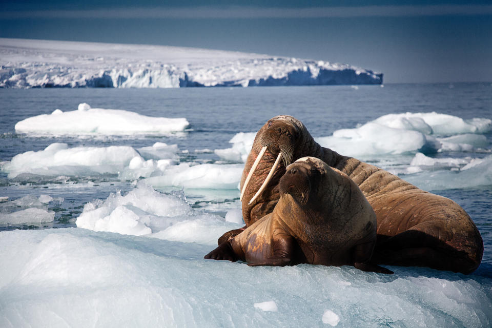 A walrus and her cub. (Photo: BBC AMERICA/BBC NHU 2017)