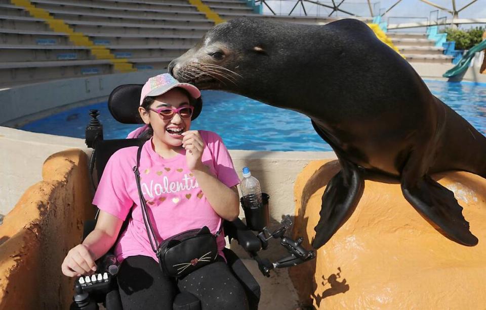 Bud the sea lion smooches Valentina Corpas at Miami Seaquarium.