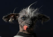 <p>A Chinese crested dog named Chase looks on during the 2017 World’s Ugliest Dog contest at the Sonoma-Marin Fair on June 23, 2017 in Petaluma, Calif. (Photo by Justin Sullivan/Getty Images) </p>