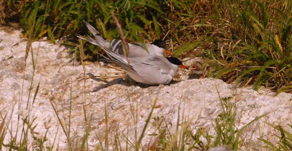 Adult tern parents feed a baby tern on White Island at the Isles of Shoals. Shoals Marine Laboratory researchers live on the island in the summer to help the birds breed successfully.