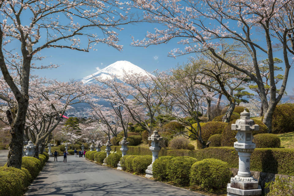 Cherry Blossoms at buddhist temple in Gotemba City, Japan. 