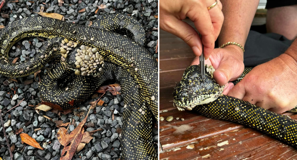 The snake with ticks on its head (left) and someone trying to remove the ticks from the snake's head (right).