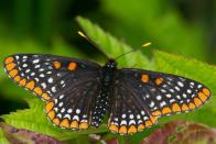 <p><strong>Baltimore Checkerspot Butterfly<br><br></strong>Points to Maryland for sticking with a color scheme and branding it with the name of their largest city. Their state bird is the black and orange Baltimore Oriole, and the state insect is this unusual Baltimore Checkerspot Butterfly. </p>