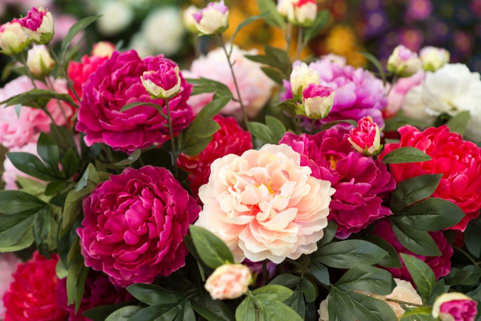 The Surprising Meanings Behind Your Favorite Flowers