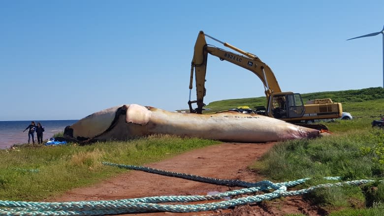 Dead right whales show evidence of collision with vessels, wildlife pathologist says