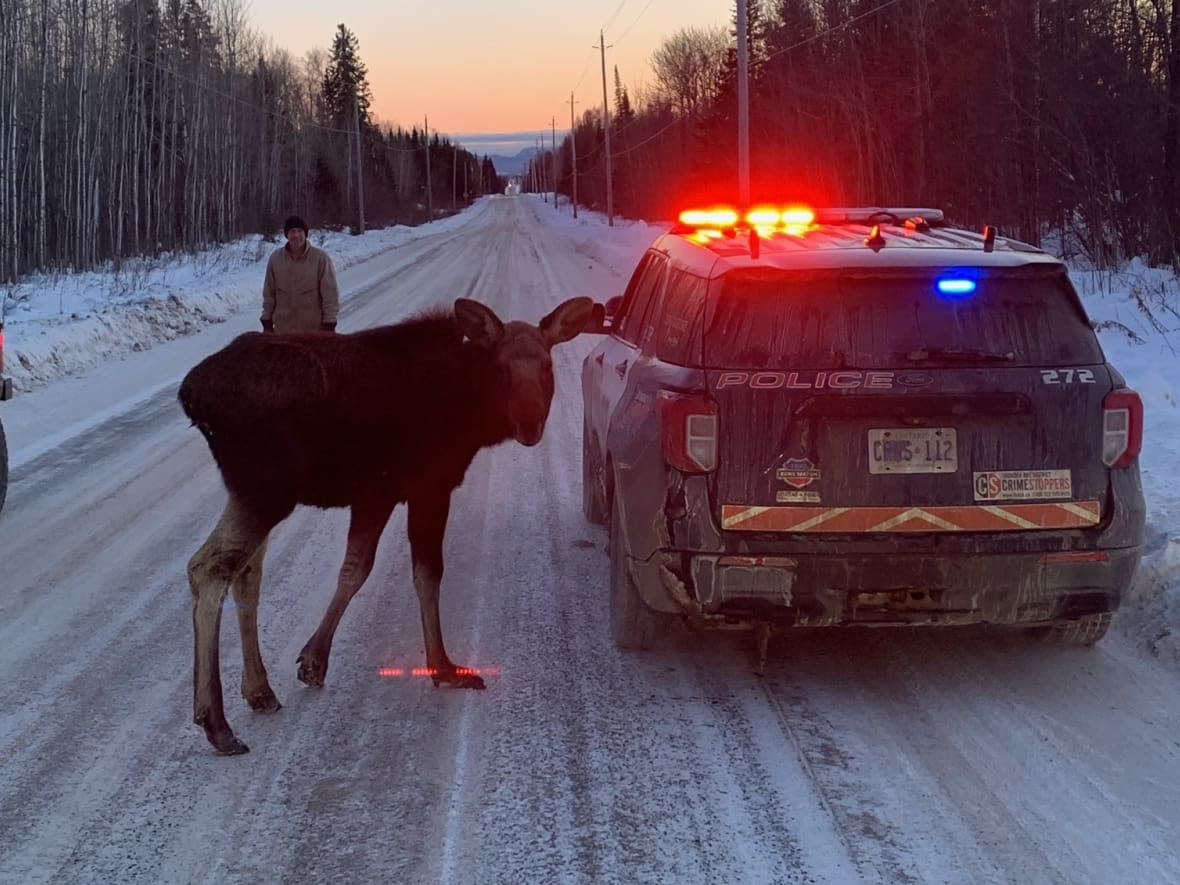 A moose calf approaches a Thunder Bay Police Service cruiser last week in the Townline and Government road area. Police in northwestern Ontario say the calf was being fed by members of the public. (Supplied by Jesse Harnden - image credit)