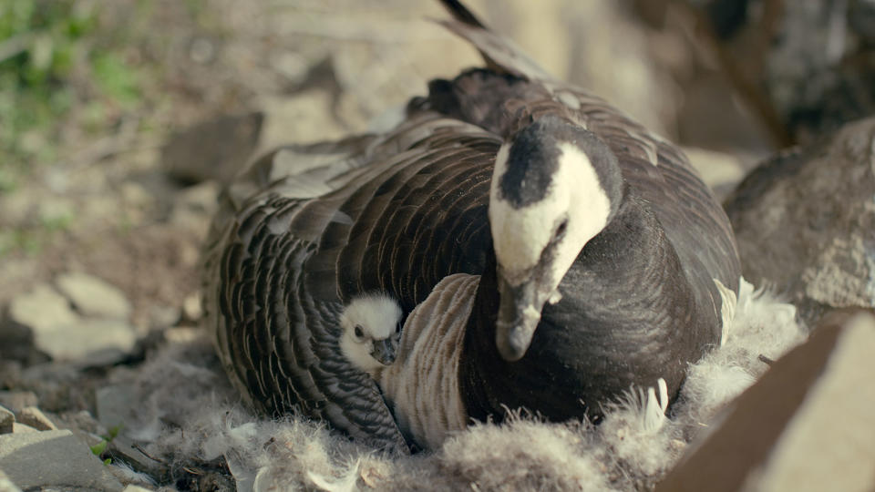 Female barnacle goose broods a newly-hatched chick under her wing. (National Geographic)