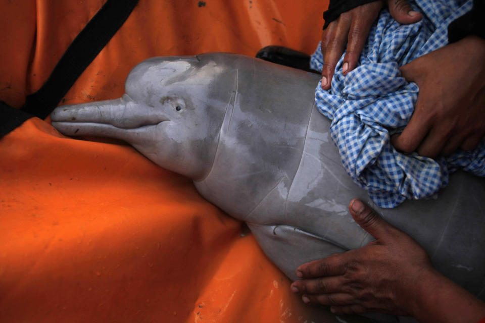 A rescued baby Amazon river dolphin is cared for by biologists on the Pailas River in Santa Cruz, Bolivia. These dolphins are at risk of extinction as their habitats have been damaged by erosion, pollution and woodcutting in the river basins.  (Photo: AP Photo/Dado Galdieri, File)