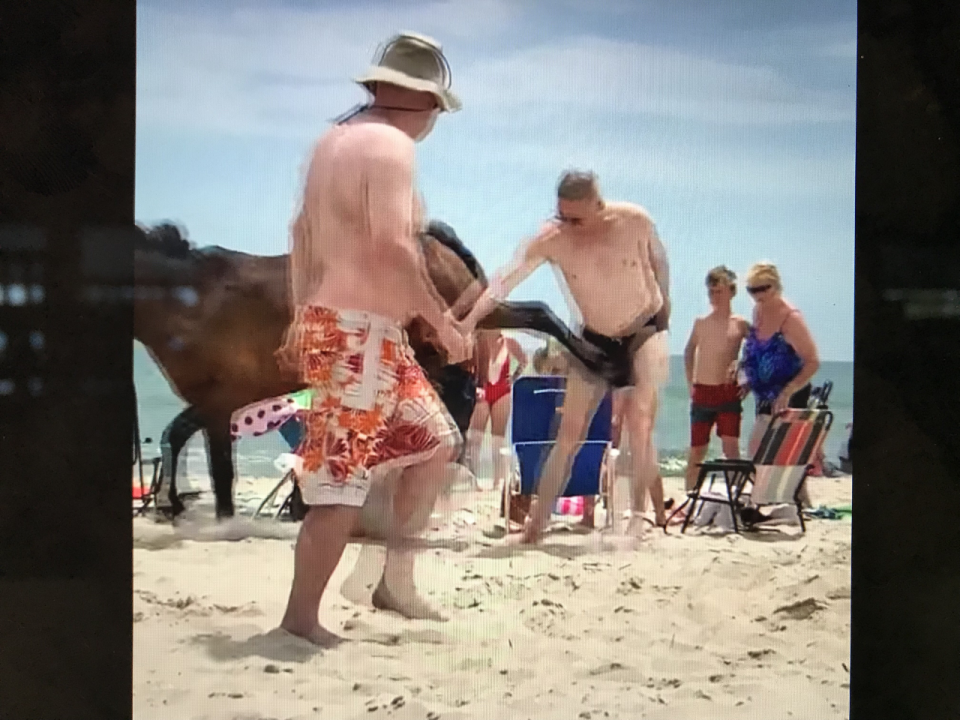 A visitor to Assateague Island is kicked in the groin by one of the island's wild horses after getting too close to the animal.