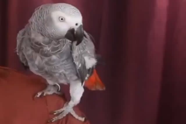 Forget talking, this parrot can do makeup