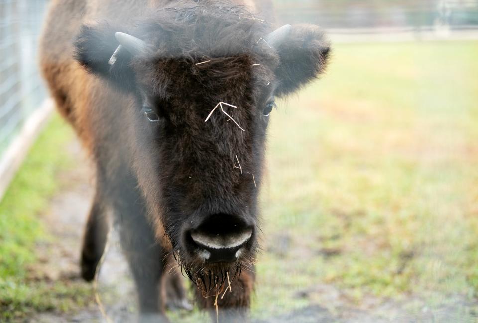 Tatanka the bison at Southern Fresh Farms has his own Instagram and TikTok accounts.
