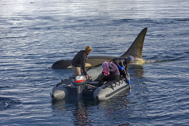 <b>Frozen Planet, BBC One, Wed, 9pm</b><br><b> Episode 3</b><br><br>Filming killer whales from a boat in the Antarctic Peninsula. Some orcas are mammal hunters - they kill seals by working as a team to generate large waves that wash them off ice floes. Others hunt minke whales by hunting them down and drowning them. The orcas dwarfed the 18 foot zodiac and even started to wave wash the team, whilst they were filming.