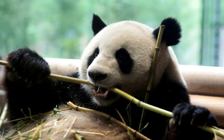 Adult pandas produce about 10 kilos of fibre-rich poo a day, and 50 kilos of food waste from the bamboo husks they spit out