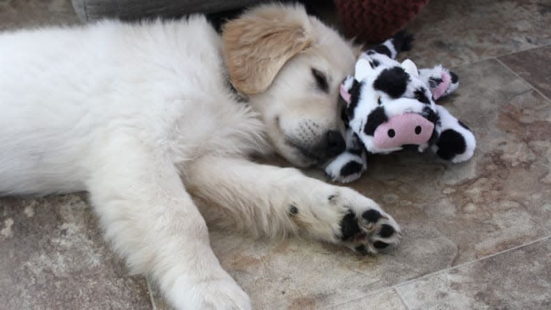 Nap time followed soon after play time.