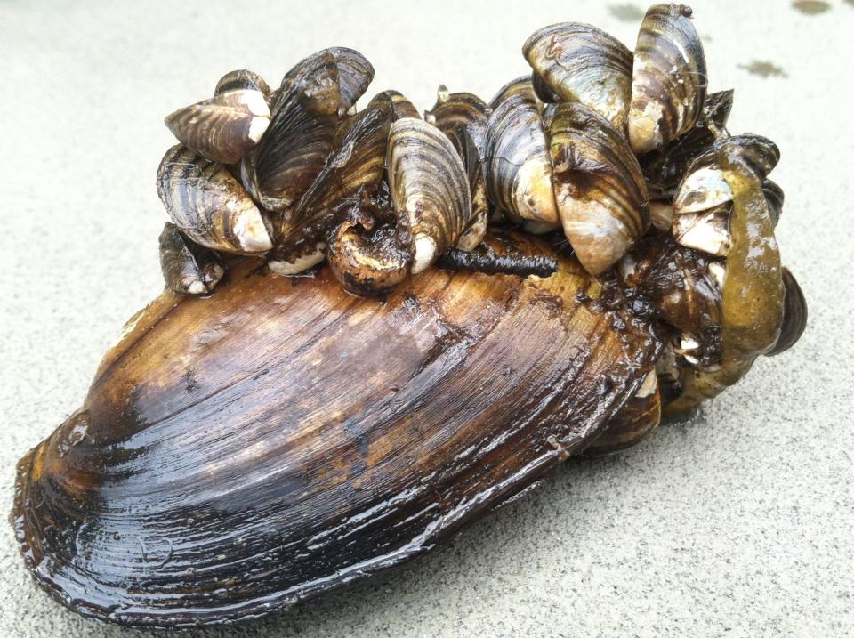 Zebra mussels are an invasive species in the US.