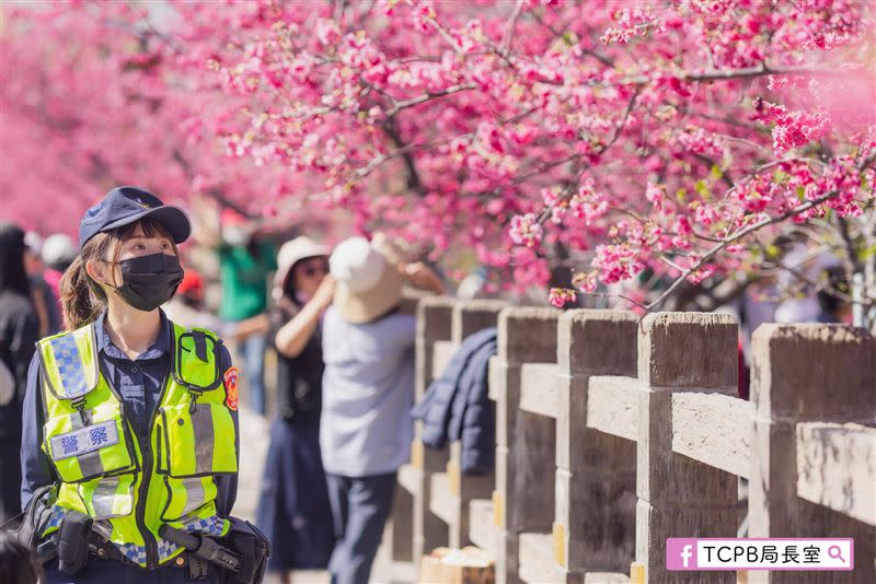 泰安派出所將每日上傳最新花況，提供賞櫻花遊客參考。（圖／翻攝TCPB局長室）