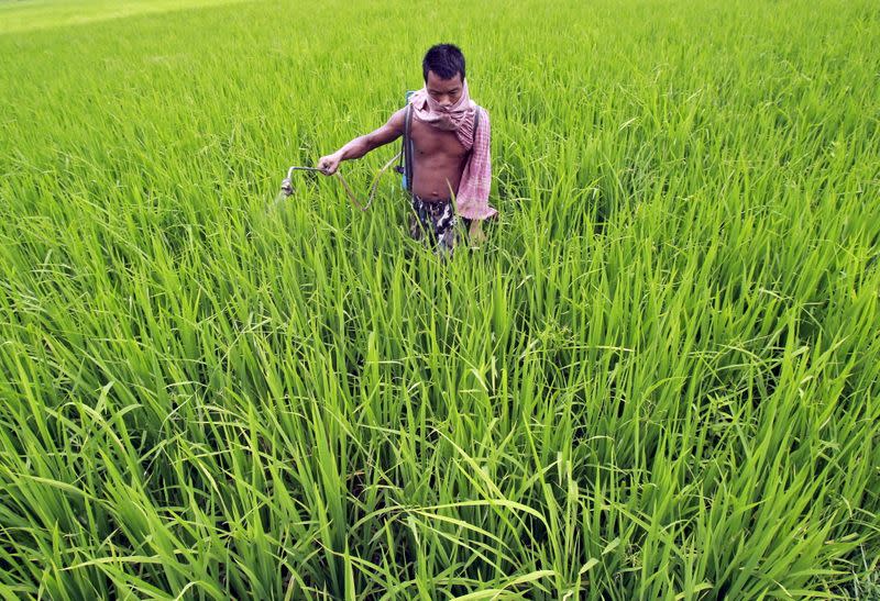 FILE PHOTO: A farmer sprays fertilizer on a paddy field on the outskirts of Agartala