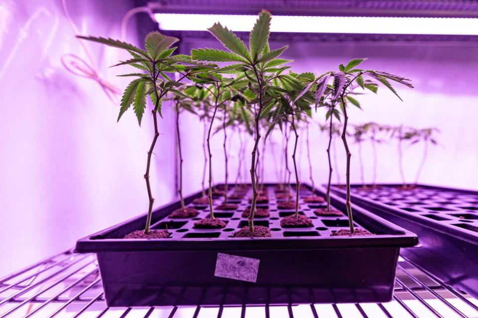Cannabis plant stems are propagated before being moved to a bigger room to be grown and harvested at Power BioPharms grow facility in Euless on Thursday, April 25, 2024.