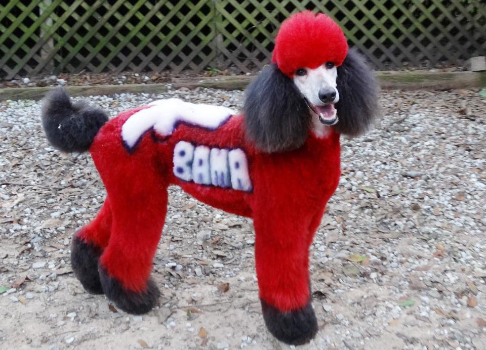 This Sept. 2013 photo released by The National Association of Professional Creative Groomers shows Oona, a 4 year old standard poodle, groomed by Amy Bullet Brown, as a tribute to the Alabama football team that took over four months to make. Some of Brown’s most photographed work includes a 2011 zombie, sculpted for a year to look like exposed bones and rotting flesh. (AP Photo/NAPCG/Amy Brown)