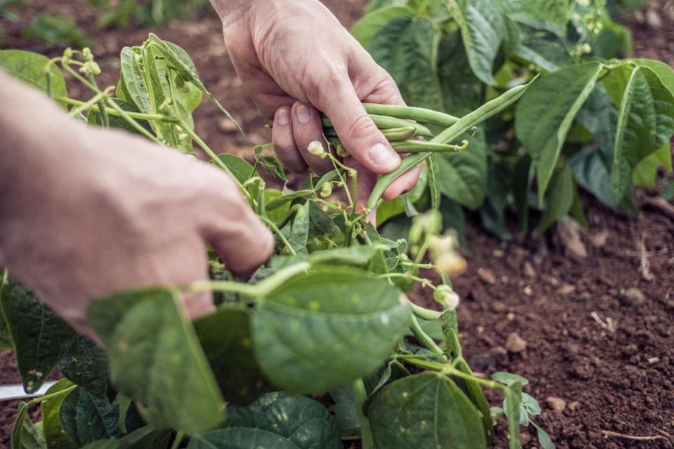 Close view of gardener's hands harvesting green beans