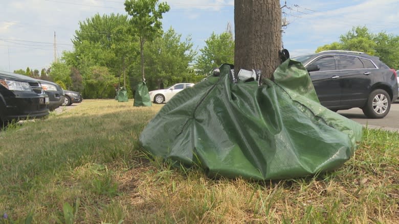 Windsor's trees 'weakened' with 2016 drought and this year's hot summer