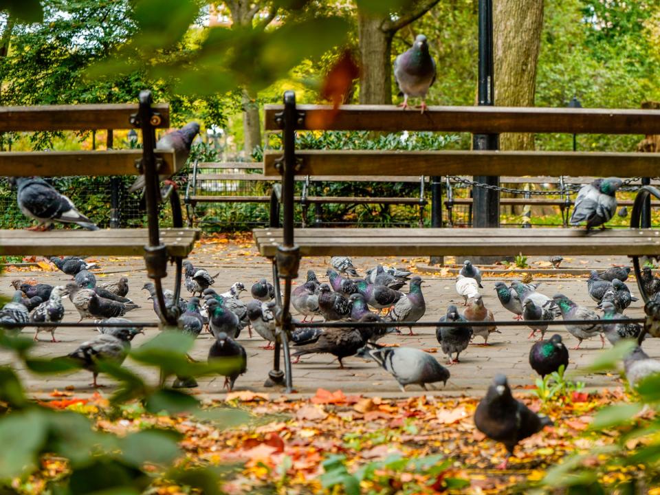 Washington Square Park NYC