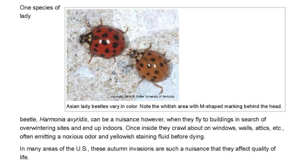 This screen capture from the University of Kentucky shows the Asian multicolored lady beetle.
