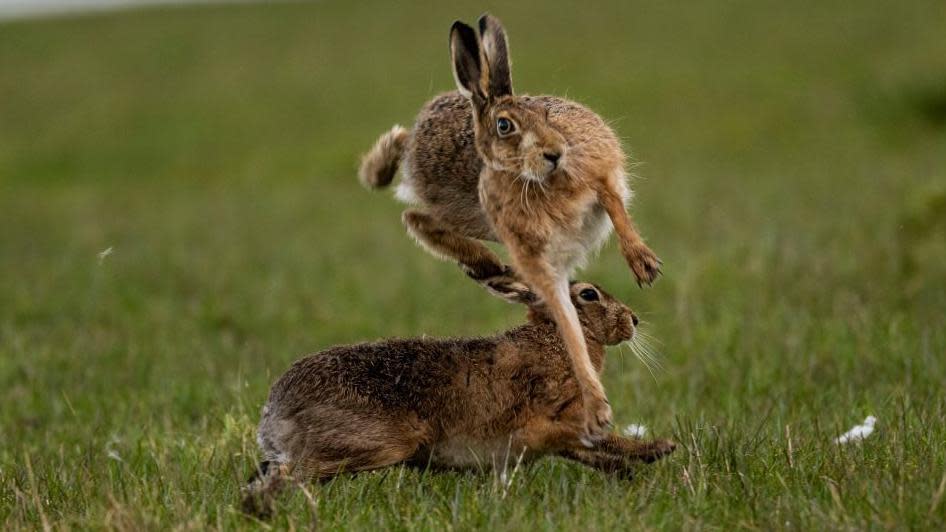 Hares