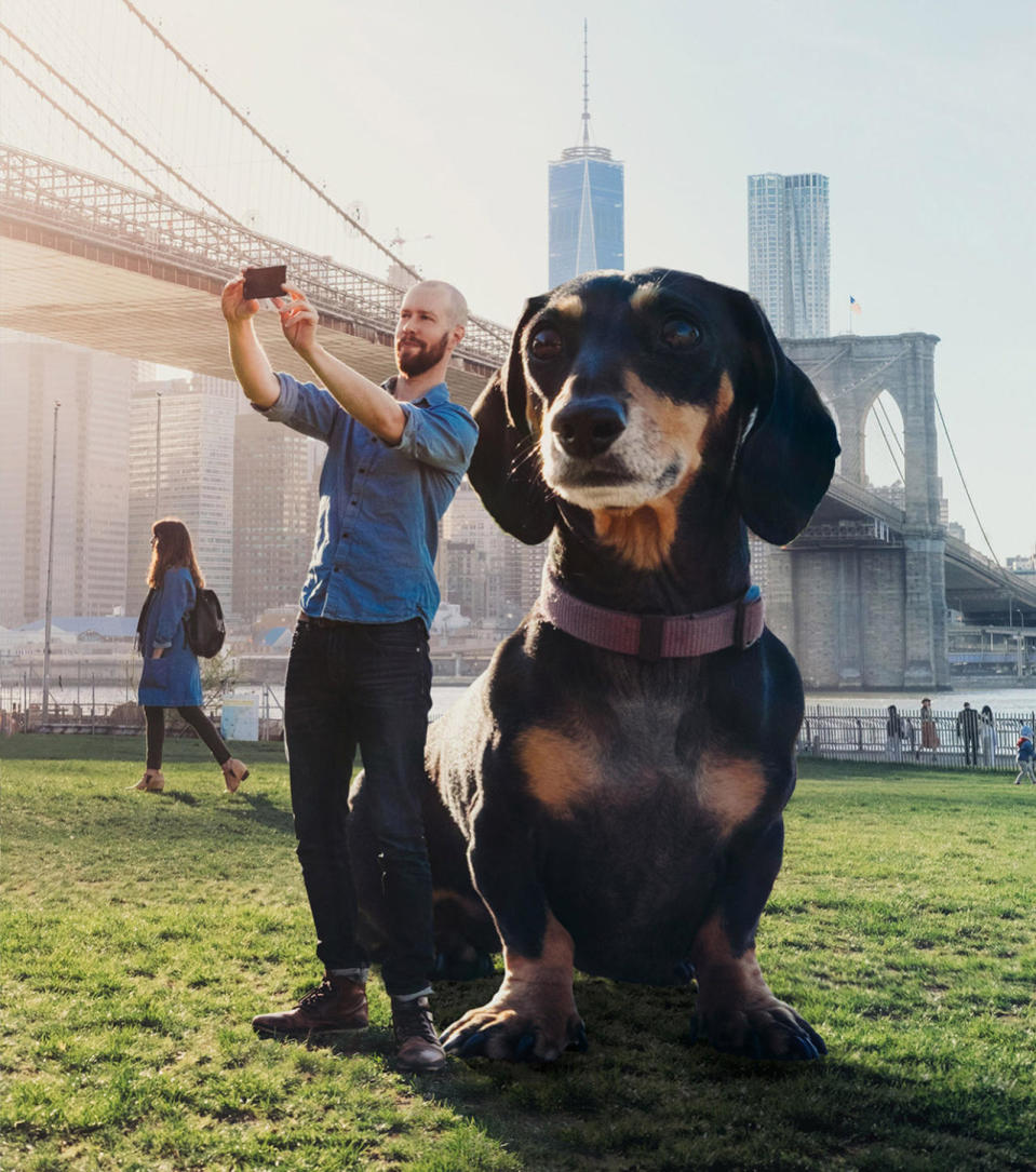 Giant Dachshund