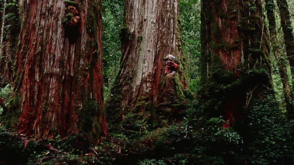 PHOTO: Giant alerce trees, some thousands of years old, stand in a forest in Southern Chile. (Mountain Light Photography/Corbis via Getty Images)