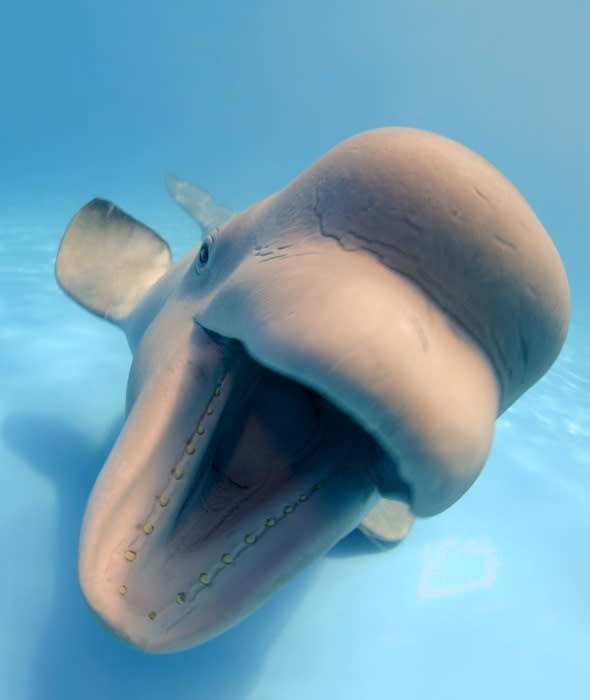 beluga-whale-photobombs-friend-cute-photos